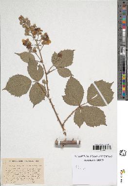 spécimen de Rubus sp.