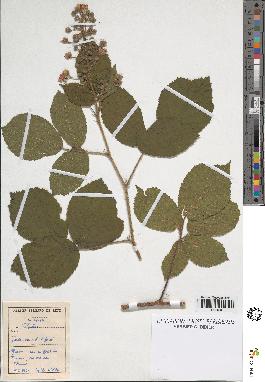 spécimen de Rubus sp.
