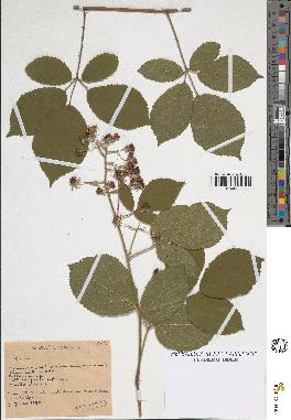 spécimen de Rubus sp.