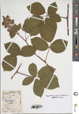 spécimen de Rubus sp.