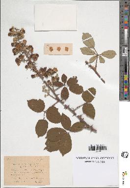 spécimen de Rubus contractifolius