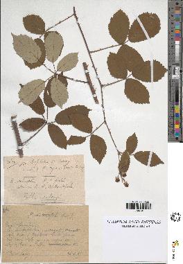 spécimen de Rubus contractifolius