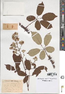 spécimen de Rubus contractifolius