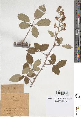 spécimen de Rubus contractifolius