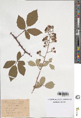 spécimen de Rubus contractifolius