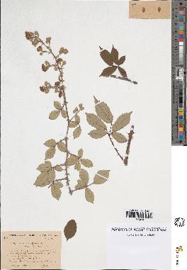 spécimen de Rubus contractifolius