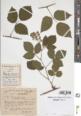 spécimen de Rubus foliosus