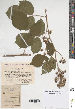 spécimen de Rubus foliosus