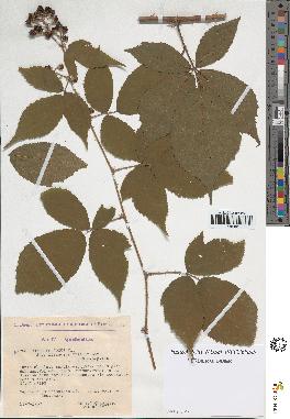 spécimen de Rubus foliosus