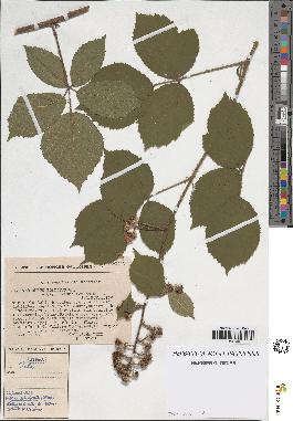 spécimen de Rubus foliosus