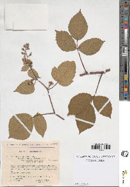 spécimen de Rubus foliosus