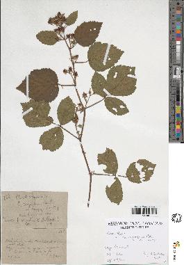 spécimen de Rubus foliosus