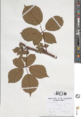 spécimen de Rubus foliosus