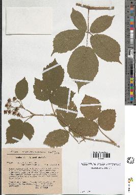 spécimen de Rubus foliosus