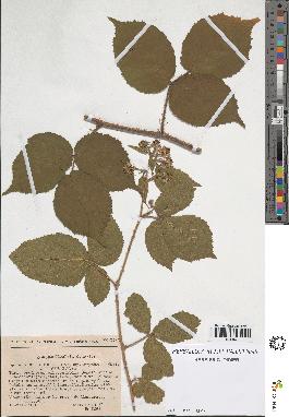 spécimen de Rubus foliosus