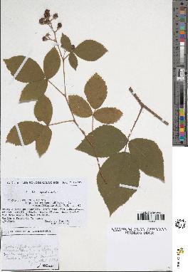 spécimen de Rubus foliosus