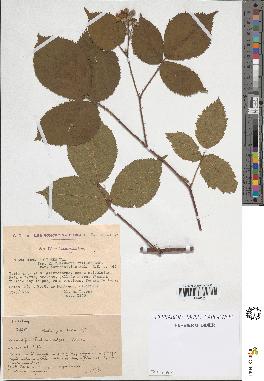 spécimen de Rubus foliosus