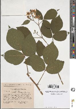 spécimen de Rubus foliosus