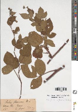 spécimen de Rubus foliosus