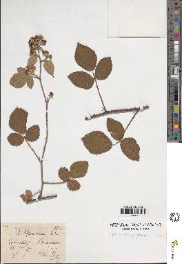 spécimen de Rubus foliosus