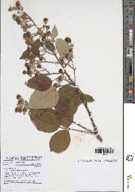 spécimen de Rubus fruticosus