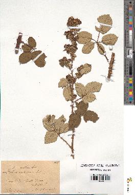 spécimen de Rubus rusticanus