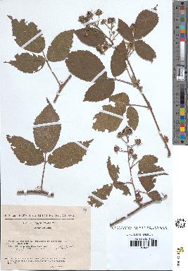 spécimen de Rubus tereticaulis