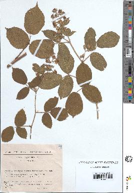spécimen de Rubus tereticaulis