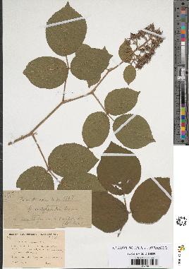 spécimen de Rubus curtiglandulosus