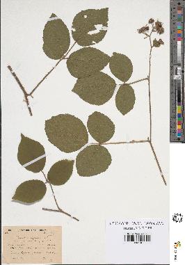 spécimen de Rubus curtiglandulosus