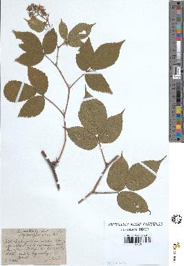 spécimen de Rubus tereticaulis