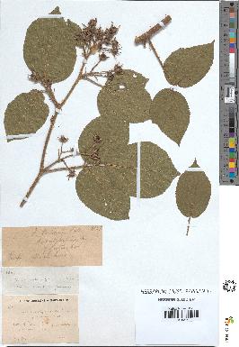 spécimen de Rubus tereticaulis