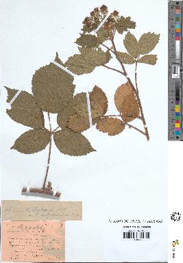 spécimen de Rubus tereticaulis