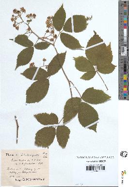 spécimen de Rubus tereticaulis