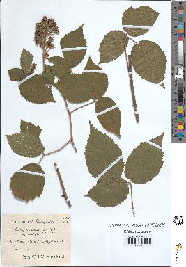 spécimen de Rubus tereticaulis