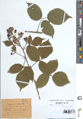 spécimen de Rubus tereticaulis