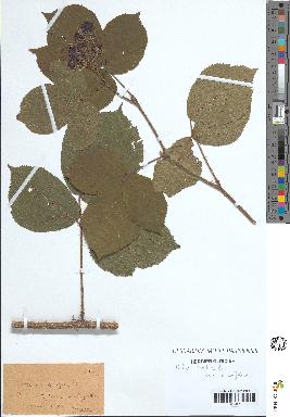spécimen de Rubus tereticaulis