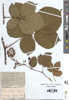 spécimen de Rubus tereticaulis