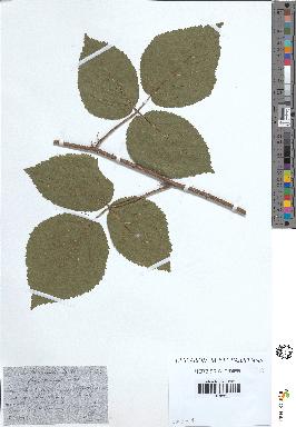spécimen de Rubus tereticaulis