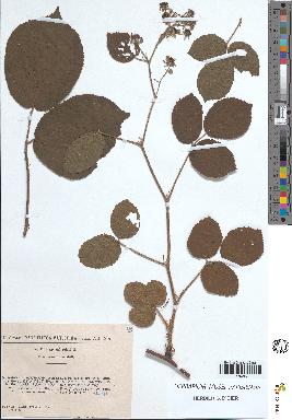 spécimen de Rubus tereticaulis