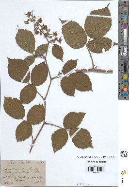 spécimen de Rubus tereticaulis