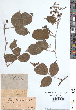 spécimen de Rubus tereticaulis