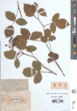spécimen de Rubus tereticaulis