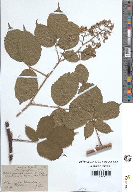 spécimen de Rubus tereticaulis