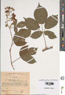 spécimen de Rubus silvaticus