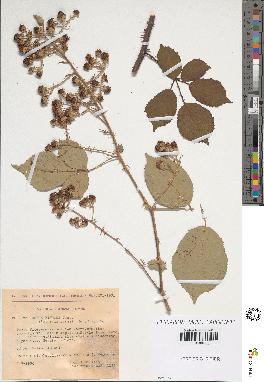 spécimen de Rubus bifrons