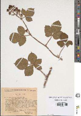 spécimen de Rubus carpinifolius