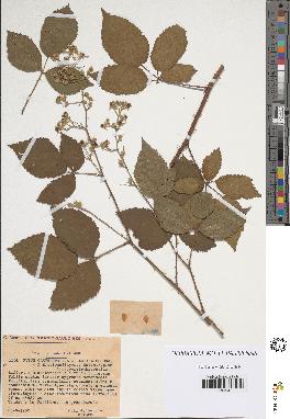 spécimen de Rubus clethrophilus