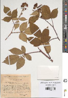 spécimen de Rubus argenteus