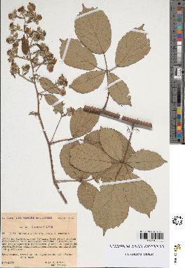 spécimen de Rubus ulmifolius